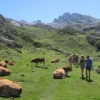 Walking past docile cattle