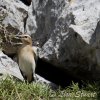 Alpine Birds