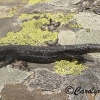 Melanistic form of Viviparous lizard, Zootoca vivipara
