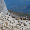 Griffon vultures - 