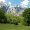 Spring greens - 