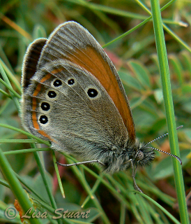 coenonympha_glycerion_iphioides