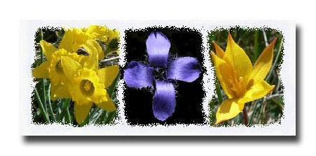 Narcissus asturiensis, Gentianella ciliata and Tulipa sylvestris ssp. australis