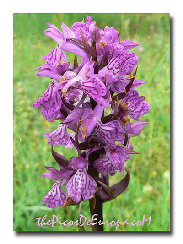 Dactylorhiza incarnata
