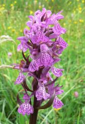 dactylorhiza_incarnata