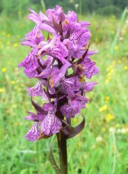 early_marsh_incarnata