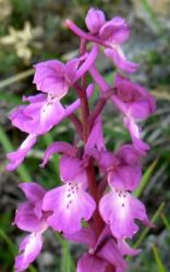 early_purple_orchid_flowers