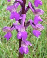 green_winged_orchid_close_up_flowers