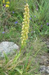 man_orchid_1