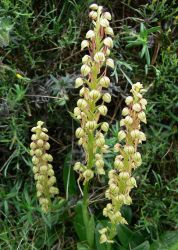 man_orchids