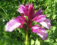 pink_butterfly_orchid_buds