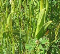 pink_butterfly_orchid_leaves