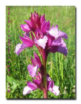 thumb_pink_butterfly_orchid_picos_de_europa