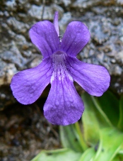 Pinguicola grandiflora