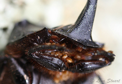 Copris hispanus, close up of its mouth
