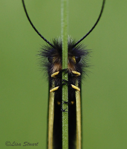 libelloides-coccajus