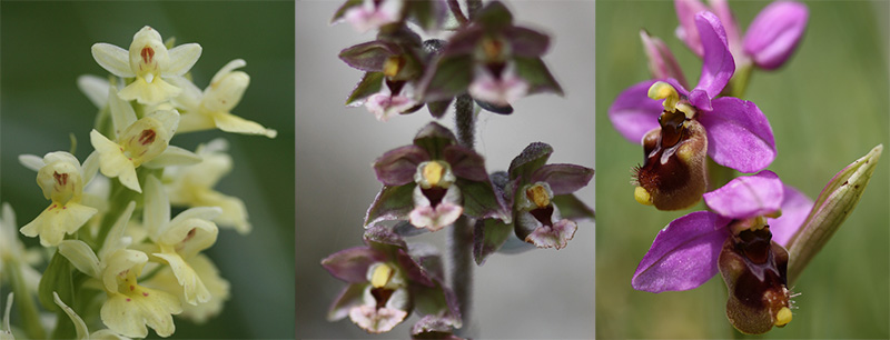 Orquídeas