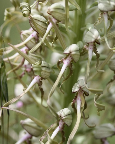 Lizard orchid