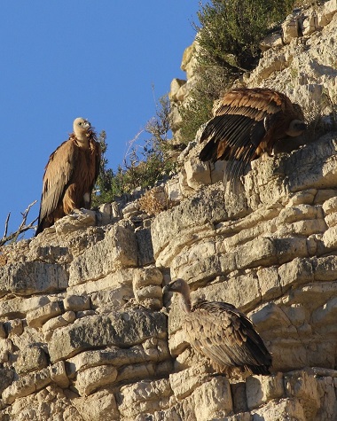 Griffon vultures in the sun