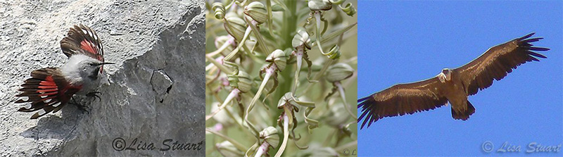 Fauna y flora de los Picos de Europa
