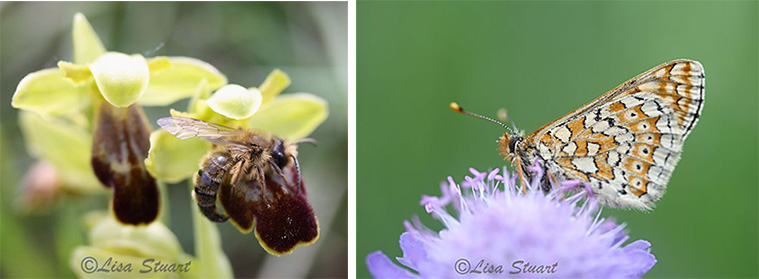 Ophrys fusca y euphydryas aurinia
