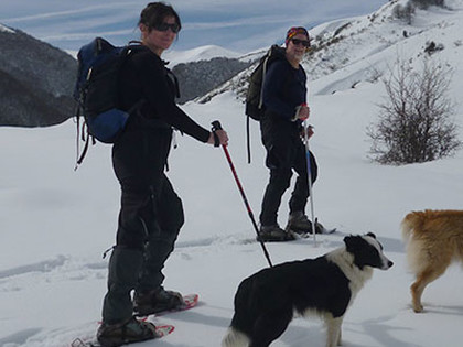 snowshoeing dogs