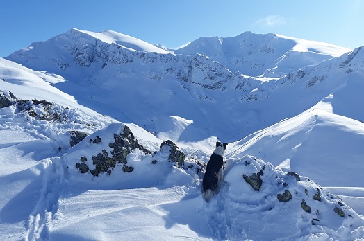 Our Tilly in the snow Our Tilly in the snow