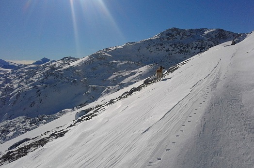 Sue in the snow Sue in the snow