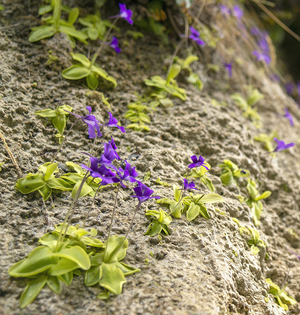 butterwort
