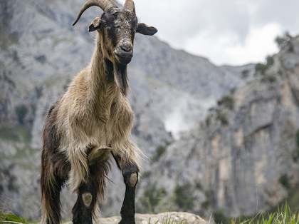 cares goat
