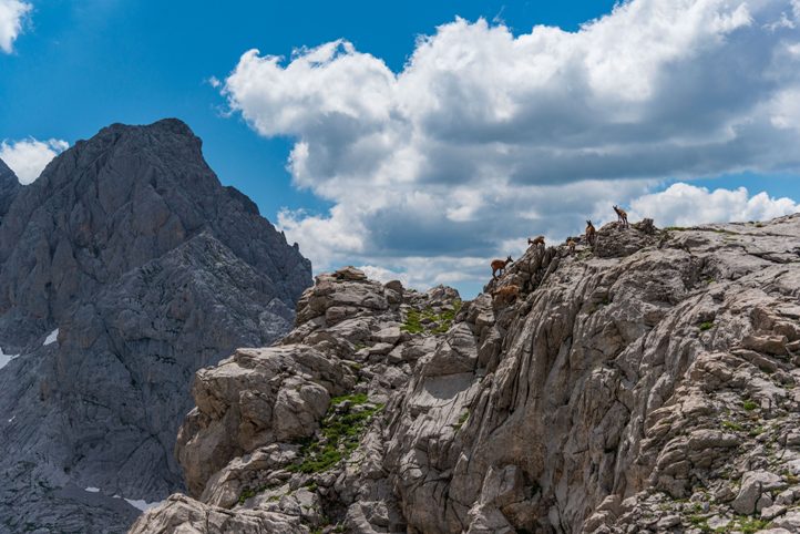 Chamois in the central massif
