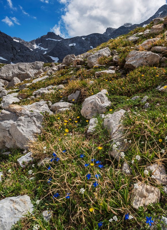 Alpine gentians