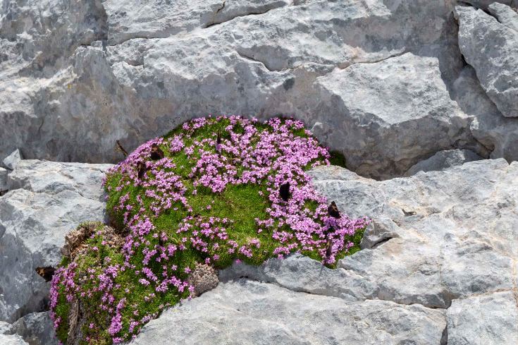 Small tortoiseshell butterflies feeding on a clump of Moss campion