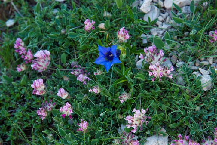 Trumpet gentian