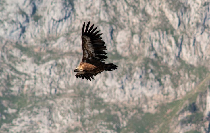 Soaring Griffon vulture