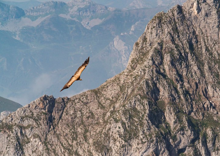 Griffon vulture from above