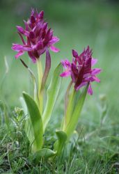 dactylorhiza_sambucina