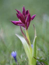 dactylorhiza_sambucina_2
