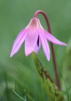 erythronium_dens_canis