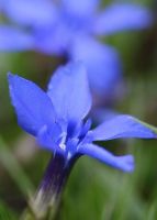 gentiana_verna