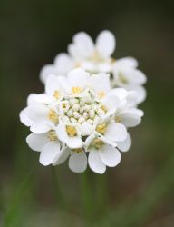 iberis_2
