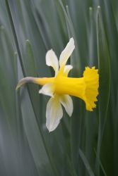 pseudonarcissus