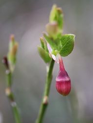 vaccinium_2