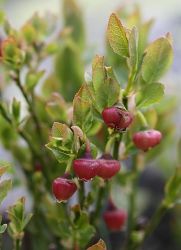 vaccinium_myrtillus