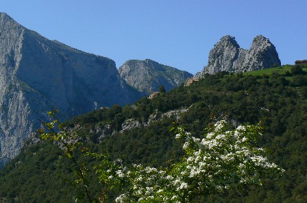 hawthorn_blossom.jpg
