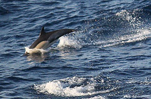 Delphinus delphis