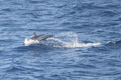 Short-beaked common dolphin
