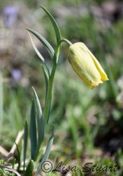 fritillaria