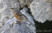 prunella_collaris