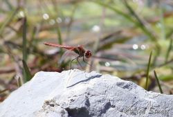 ruddy_darter_landing